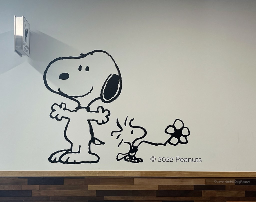 A black and white dawing of Snoopy and Woodstock on a wall.